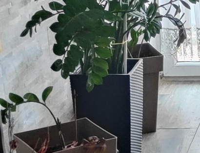 OKRASNE RASTLINE V LONCIH - 3 KOM