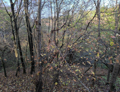 Ostalo - / /, 2252 Dornava