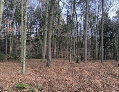 Ostalo - / /, 2314 Zgornja Polskava