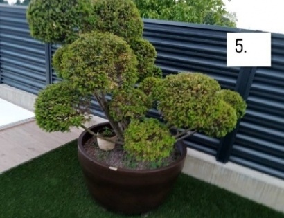 Tisa bonsai - večja z loncem