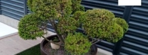 Tisa bonsai - večja z loncem