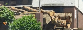 ZALOGE HLODOVINE